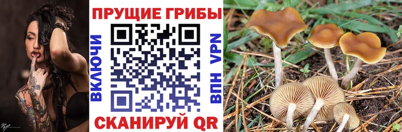 Галлюциногенные грибы MAGIC MUSHROOMS  Купить закладки  Бронницы 