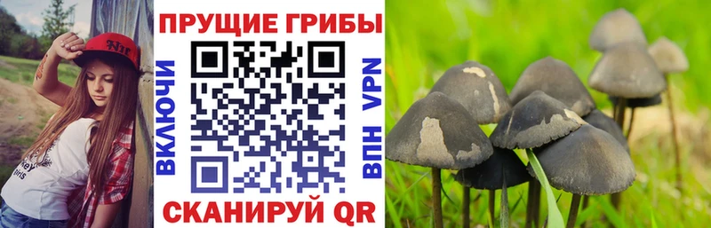 Галлюциногенные грибы Cubensis Бронницы